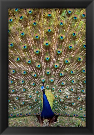 Framed Dancing Peacock, Kanha National Park, Madhya Pradesh, India Print