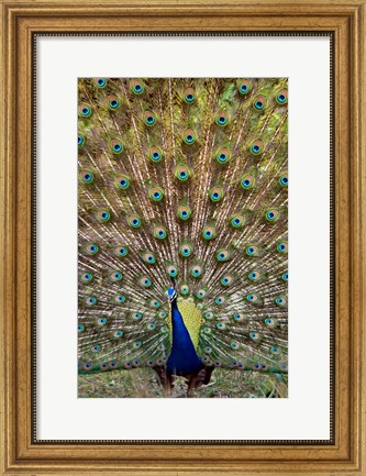 Framed Dancing Peacock, Kanha National Park, Madhya Pradesh, India Print
