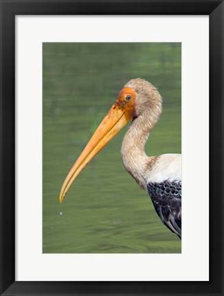 Framed Painted Stork, Bandhavgarh National Park, India Print