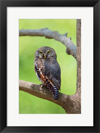 Framed Jungle Owlet, Bandhavgarh National Park, Umaria District, India Print