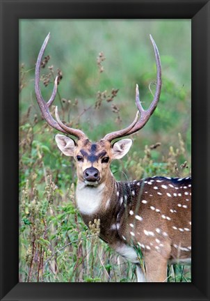 Framed Spotted Deer,Kanha National Park, Madhya Pradesh, India Print