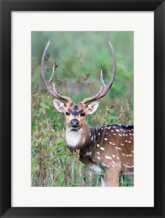 Framed Spotted Deer,Kanha National Park, Madhya Pradesh, India Print