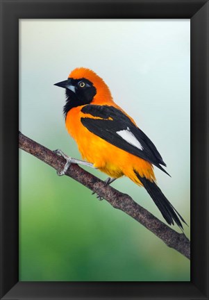 Framed Venezuelan Troupial, Pantanal Wetlands, Brazil Print