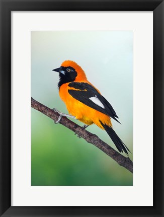 Framed Venezuelan Troupial, Pantanal Wetlands, Brazil Print