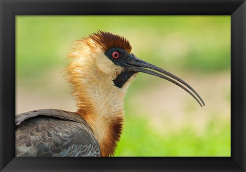 Framed Buff-Necked Ibis,, Pantanal Wetlands, Brazil Print