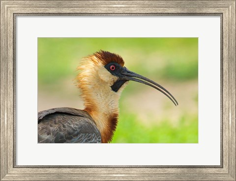 Framed Buff-Necked Ibis,, Pantanal Wetlands, Brazil Print