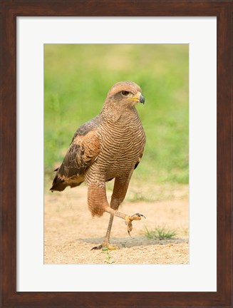 Framed Savanna Hawk, Pantanal Wetlands, Brazil Print