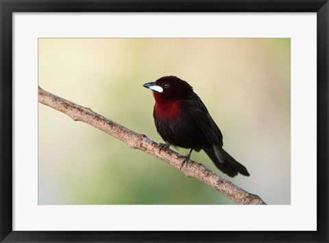 Framed Silver-Beaked Tanage, Pantanal Wetlands, Brazil Print