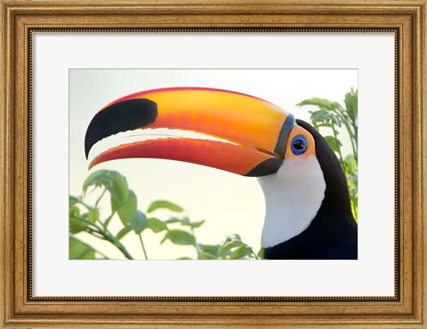 Framed Toco toucan (Ramphastos toco), Pantanal Wetlands, Brazil Print