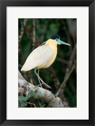 Framed Capped Heron, Pantanal Wetlands, Brazil Print