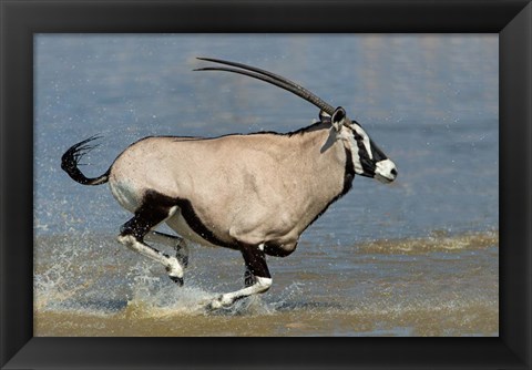 Framed Gemsbok, Etosha National Park, Namibia Print