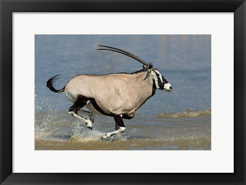 Framed Gemsbok, Etosha National Park, Namibia Print