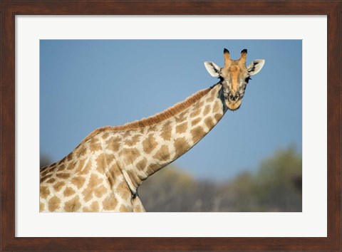 Framed Southern Giraffe, Etosha National Park, Namibia Print