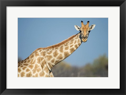 Framed Southern Giraffe, Etosha National Park, Namibia Print