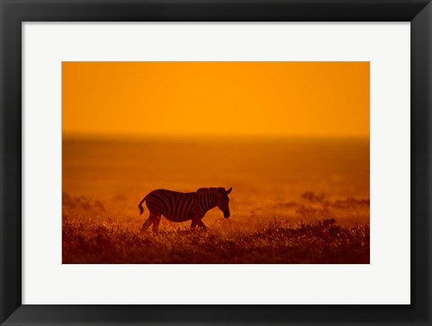 Framed Zebra in a Field, Etosha National Park, Namibia Print