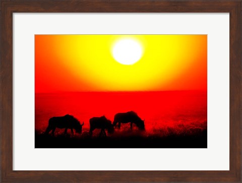 Framed Wildebeests, Etosha National Park, Namibia Print