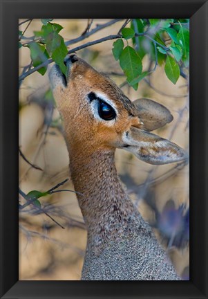 Framed Damara Dik-Dik, Etosha National Park, Namibia Print