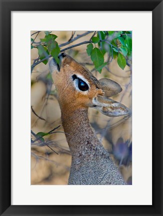 Framed Damara Dik-Dik, Etosha National Park, Namibia Print