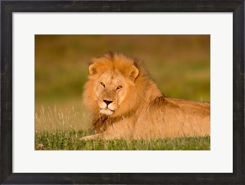 Framed African Lion, Ndutu, Ngorongoro Conservation Area, Tanzania Print
