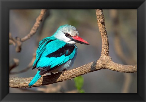 Framed Woodland Kingfisher, Tarangire National Park, Tanzania Print