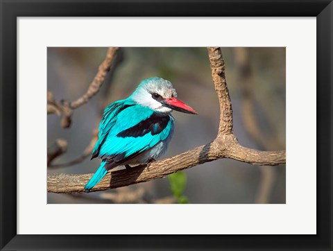 Framed Woodland Kingfisher, Tarangire National Park, Tanzania Print