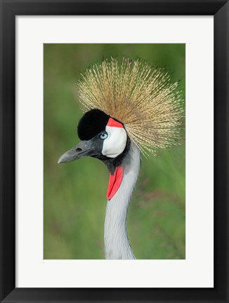 Framed Grey Crowned Crane, Ngorongoro Crater, Tanzania Print