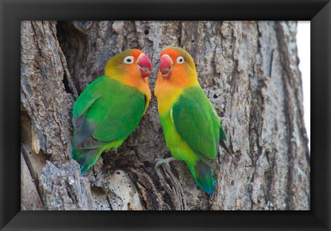 Framed Fischer&#39;s Lovebird, Ndutu, Ngorongoro Conservation Area, Tanzania Print