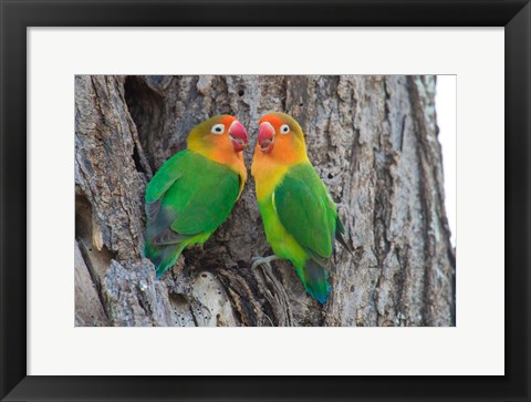 Framed Fischer&#39;s Lovebird, Ndutu, Ngorongoro Conservation Area, Tanzania Print
