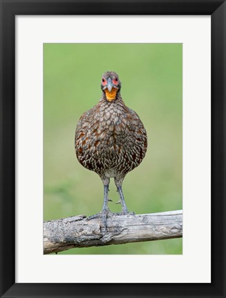 Framed Grey-Breasted Spurfowl, Ndutu, Ngorongoro Conservation Area, Tanzania Print