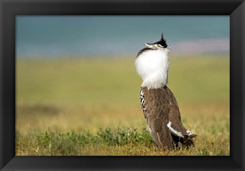 Framed Kori Bustard, Ngorongoro Conservation Area, Tanzania Print