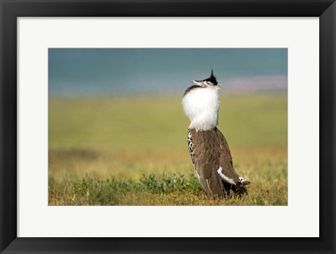 Framed Kori Bustard, Ngorongoro Conservation Area, Tanzania Print