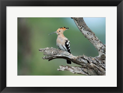 Framed African Hoopoe, Ndutu, Ngorongoro Conservation Area, Tanzania Print