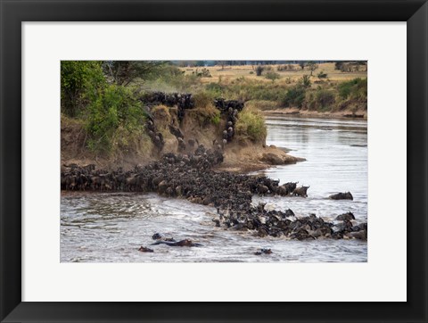 Framed Wildebeests crossing Mara River, Serengeti National Park, Tanzania Print