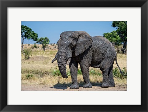 Framed African Elephant, Ndutu, Ngorongoro Conservation Area, Tanzania Print