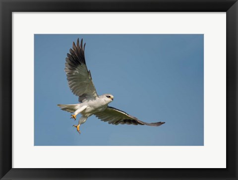 Framed Black-Shouldered Kite, Ngorongoro Conservation Area, Tanzania Print