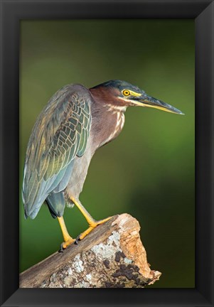 Framed Green Heron, Tortuguero, Costa Rica Print