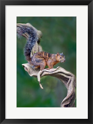 Framed Variegated Squirrel, Sarapiqui, Costa Rica Print