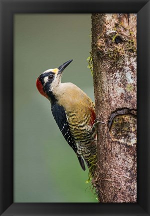 Framed Black-Cheeked Woodpecker, Sarapiqui, Costa Rica Print