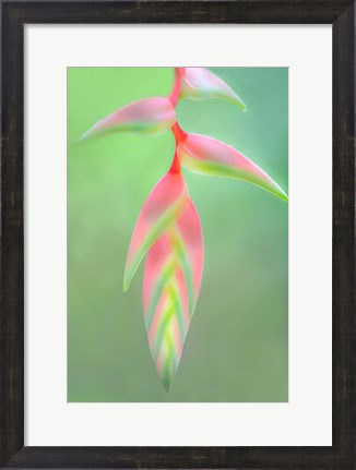 Framed Heliconia Flower, Sarapiqui, Costa Rica Print