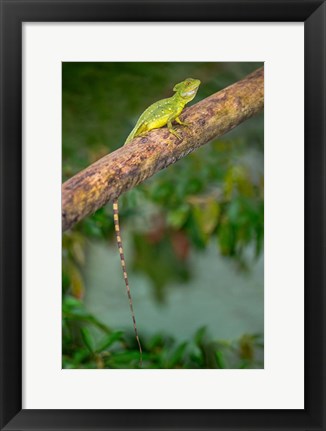 Framed Plumed Basilisk, Costa Rica Print