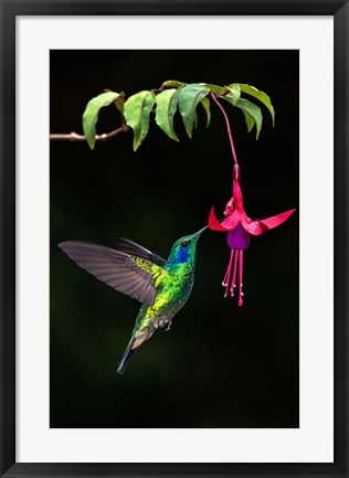 Framed Green Violetear, Savegre, Costa Rica Print