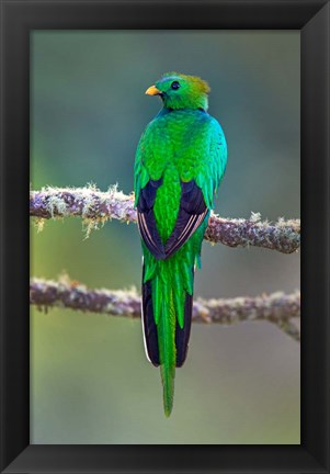 Framed Bird on a Branch, Savegre, Costa Rica Print