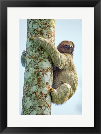 Framed Three-Toed Sloth, Sarapiqui, Costa Rica Print