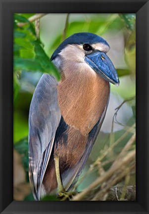 Framed Boat-Billed Heron, Tortuguero, Costa Rica Print