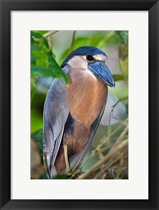 Framed Boat-Billed Heron, Tortuguero, Costa Rica Print