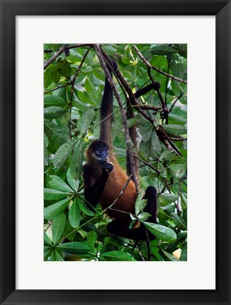 Framed Spider Monkey, Sarapiqui, Costa Rica Print