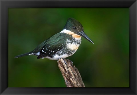 Framed Green Kingfisher, Tortuguero, Costa Rica Print