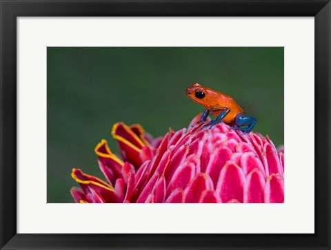 Framed Strawberry Poison-Dart Frog, Sarapiqui, Costa Rica Print