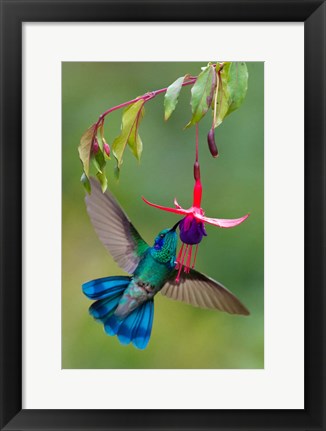 Framed Green Violetear, Savegre, Costa Rica Print