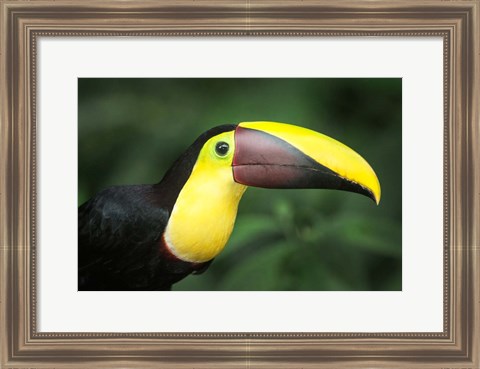 Framed Keel-Billed Toucan, Sarapiqui, Costa Rica Print